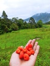 Indonesian native berry